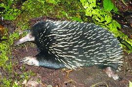 豪猪最新爆料2.0下载,揭秘娱乐圈惊天秘密